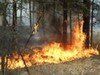 В нескольких метрах от Ногинска загорелся лес
